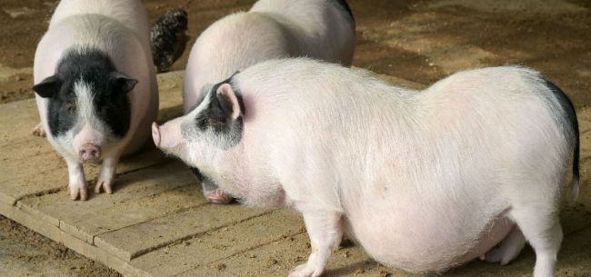 圖片來(lái)源：全景視覺