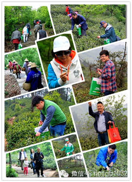 在這么美的地方體驗采茶，簡直太有感覺了