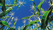 玉米割苗能增產(chǎn)20%～30%？不靠譜！