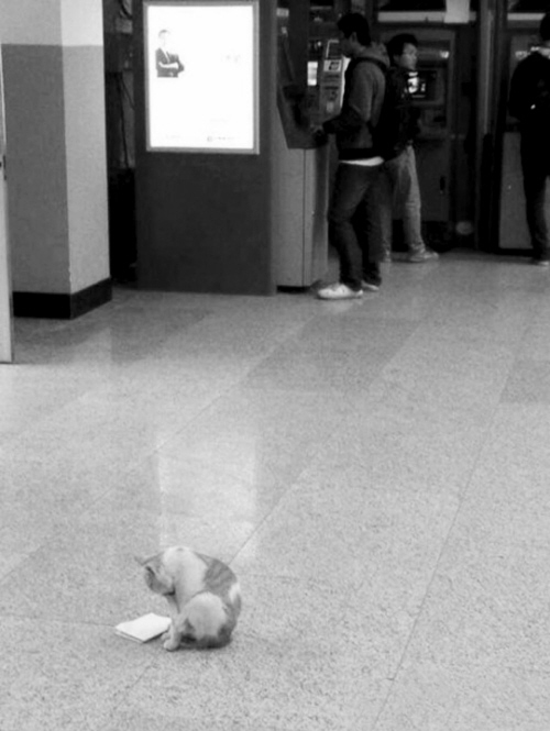 “東北大學(xué)貓讀書(shū)圖”紅網(wǎng)絡(luò) 不學(xué)習(xí)小心被貓超過(guò) “東北大學(xué)貓讀書(shū)圖”紅網(wǎng)絡(luò) 不學(xué)習(xí)小心被貓超過(guò)