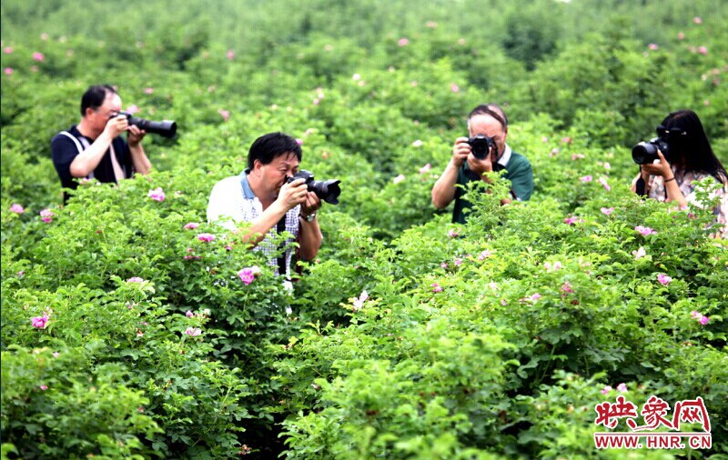 孟津瀍源玫瑰谷賞花活動 孟津瀍源玫瑰谷賞花活動