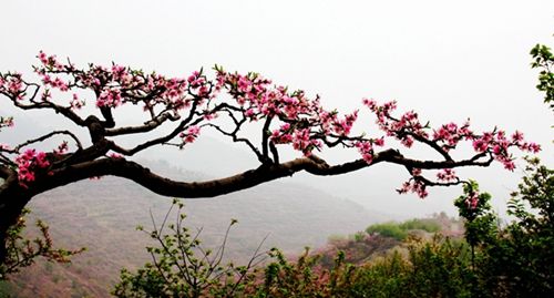 內鄉(xiāng)春季重磅推出:游古衙品美食賞桃花