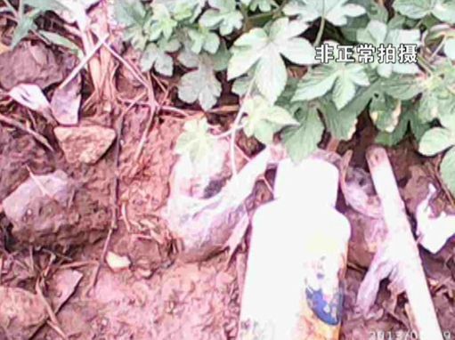 大棚蔬菜園區(qū)里到處丟棄著農(nóng)藥廢物。
