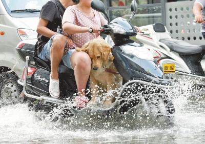 電動車上帶寵物危險(xiǎn)重重 電動車上帶寵物危險(xiǎn)重重