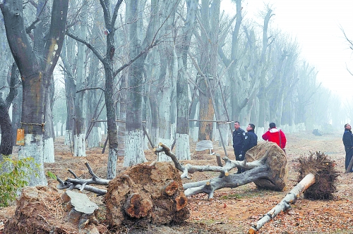 老樹之殤，令人扼腕。