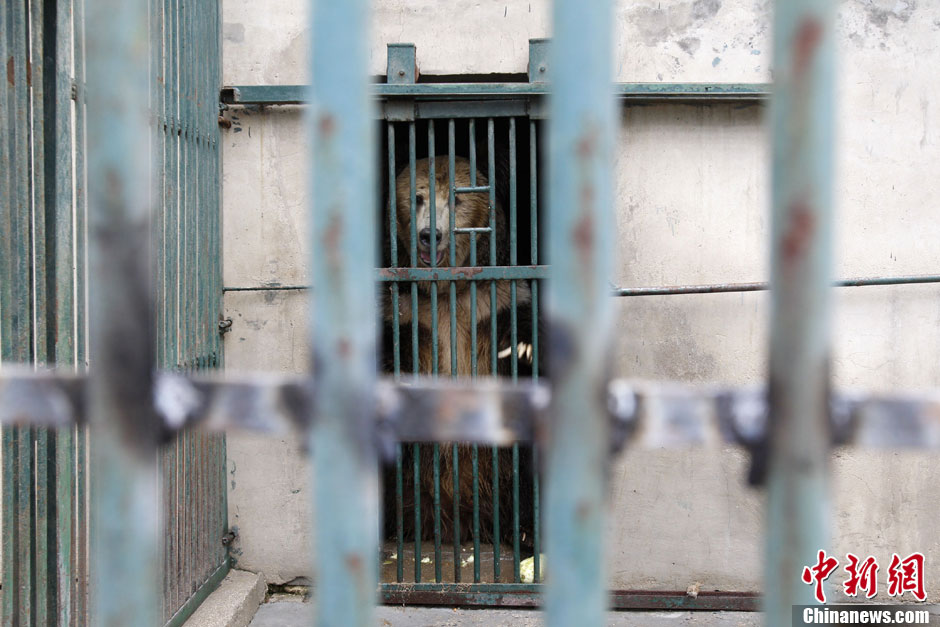 6月19日，河南鄭州，新密市動(dòng)物園咬死飼養(yǎng)員的肇事棕熊被暫押在鄭州動(dòng)物園內(nèi)，該熊“臥室”周圍被三重鋼