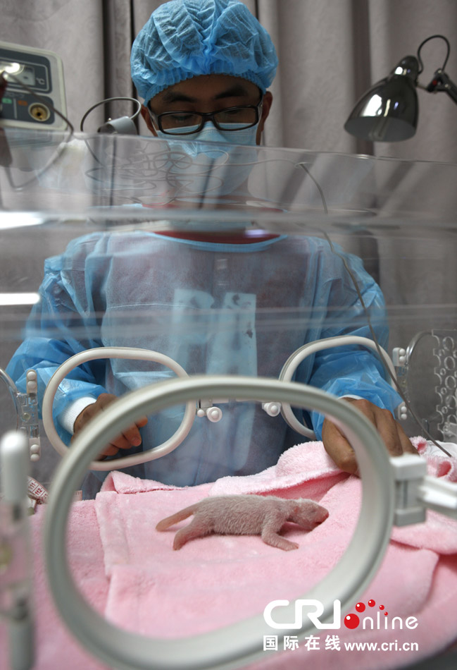 2013年7月11日，成都大熊貓繁育研究基地月亮產(chǎn)房，工作人員在照顧新生大熊貓寶寶。