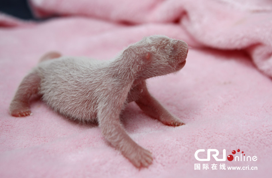 2013年7月11日，成都大熊貓繁育研究基地月亮產(chǎn)房，新生大熊貓寶寶在育嬰箱里憨態(tài)可掬。
