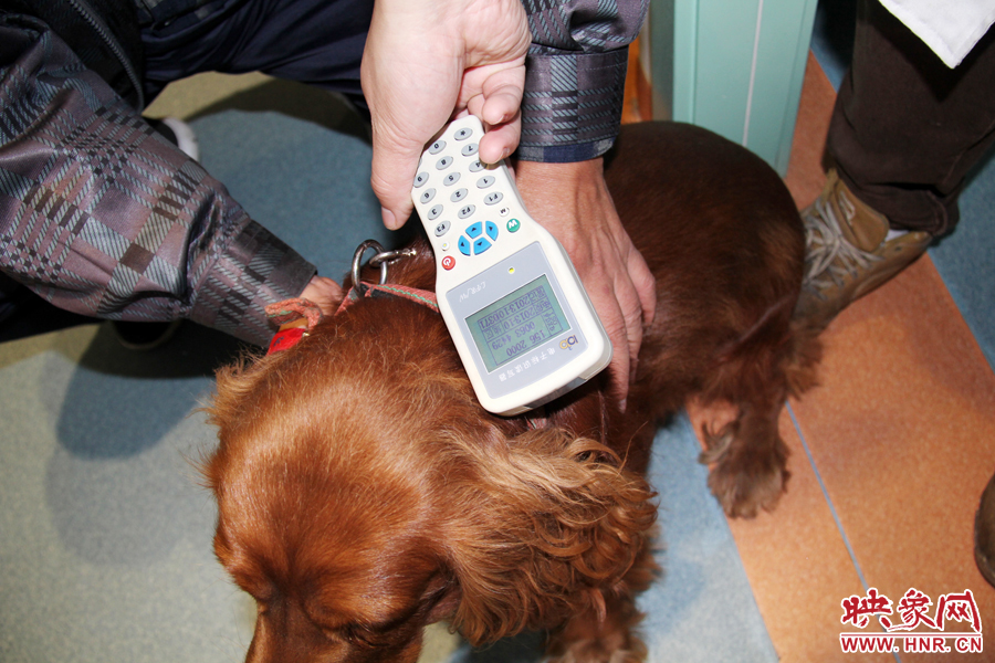 只要用儀器一掃，狗狗的信息就可以一覽無余