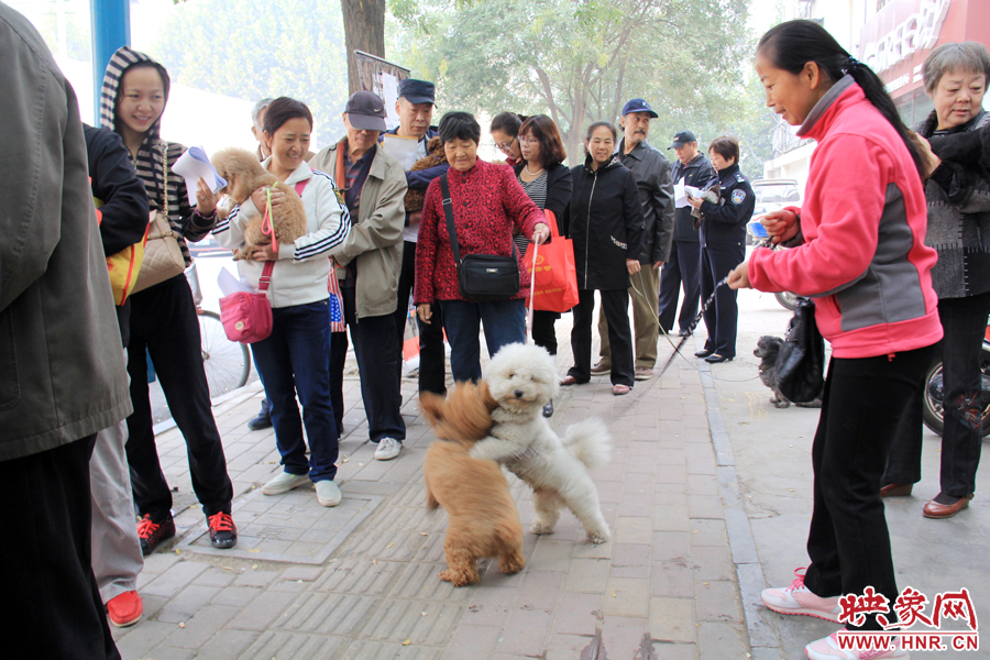 在辦狗證現(xiàn)場，兩只狗狗歡樂地在一起玩耍