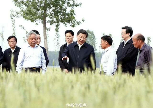 習近平走進糧田,看麥穗灌漿,問農(nóng)田建設(shè)。