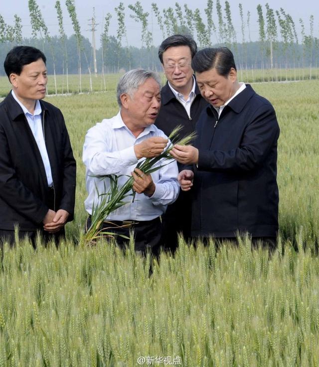 習近平走進糧田,看麥穗灌漿,問農(nóng)田建設(shè)。