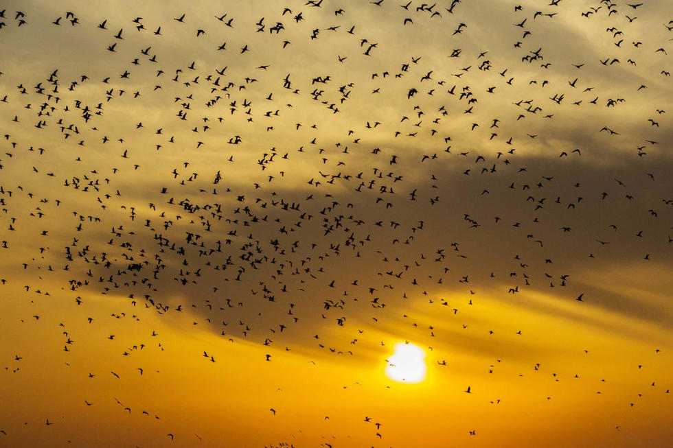 江蘇省連云港市贛榆區(qū)上空出現(xiàn)火燒云景觀，成群海鳥迎著霞光在天空中翩躚起舞，場面蔚為壯觀。