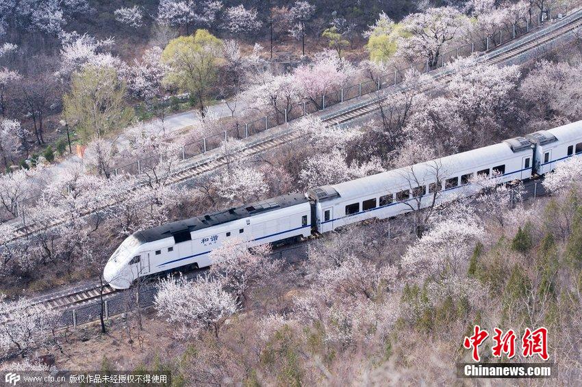 和諧號列車穿越居庸關(guān)花海 被贊開往春天的列車