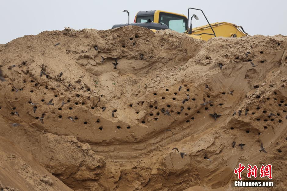 數(shù)千只崖沙燕安家筑巢鄭州一工地 數(shù)千只崖沙燕安家筑巢鄭州一工地