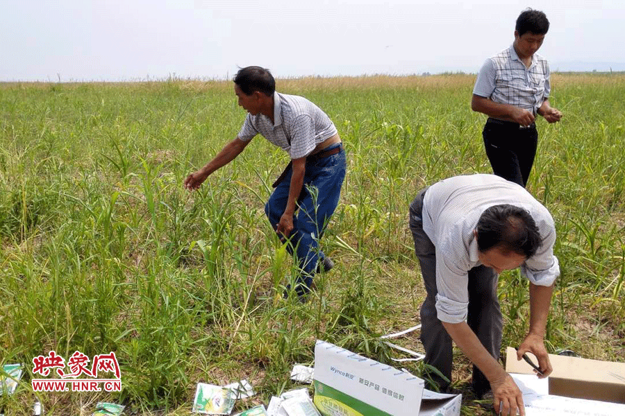 村民在撿拾散落的農(nóng)藥袋，身后是被毀的玉米。