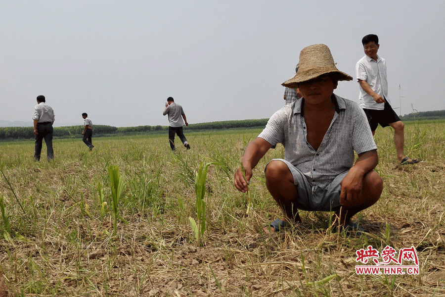 村民手捧殘留的玉米，欲哭無淚。