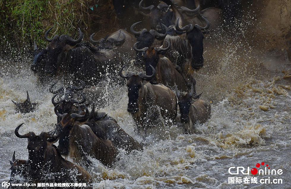 當?shù)貢r間2015年9月4日，肯尼亞馬賽馬拉，角馬大遷徙。