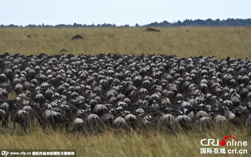 當?shù)貢r間2015年9月4日，肯尼亞馬賽馬拉，角馬大遷徙。