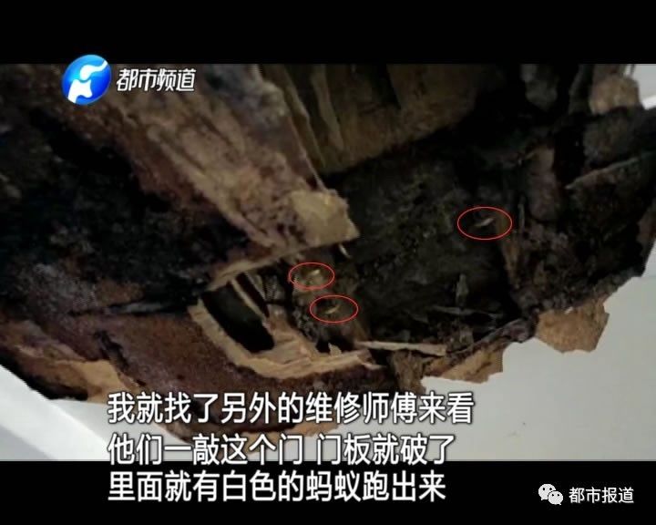 蟻?zhàn)宕筌娙肭郑∈畮兹f裝修的新家被“吃掉”