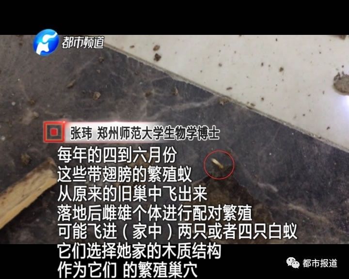 蟻?zhàn)宕筌娙肭?！十幾萬裝修的新家被“吃掉”
