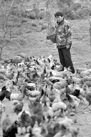林志坤辭職后在溧水一座山頭開了一片地，每天種菜、喂雞 現(xiàn)代快報記者 施向輝 攝