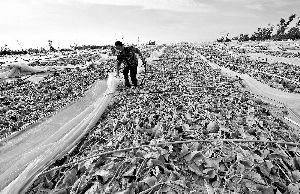 12日，工人在海南省樂東縣佛羅鎮(zhèn)清理被臺(tái)風(fēng)刮爛的哈密瓜薄膜架子。 新華社發(fā)