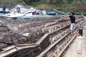 11月13日，位于三亞市吉陽鎮(zhèn)的三亞市菜籃子蛋雞基地，工人們正在搶修雞舍設(shè)施。