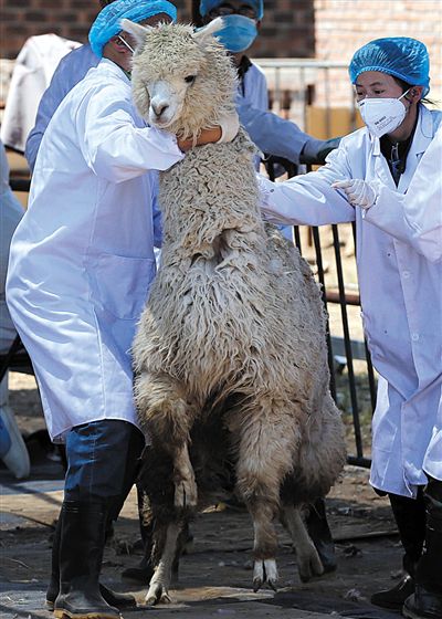好強(qiáng)壯！我真的不是虛胖，兩三個(gè)人別想控制我。