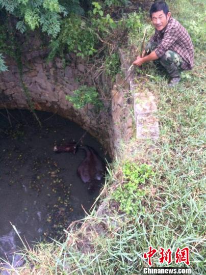 圖為大水牛掉進(jìn)13米深坑，民警消防灌水施救。