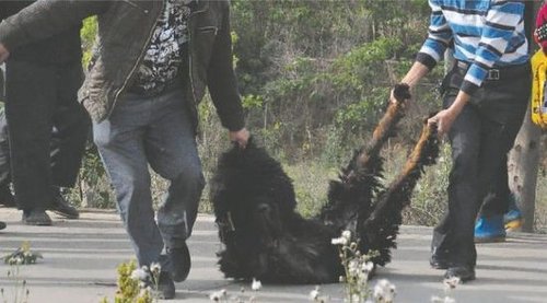 雙流鳳凰村兩只巨型藏獒襲擊村民，民警用手槍將其當場擊斃