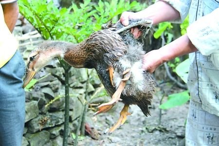 王大權(quán)展示家中的“四腳鴨” 記者 蔣雨龍 攝 王大權(quán)展示家中的“四腳鴨” 記者 蔣雨龍 攝