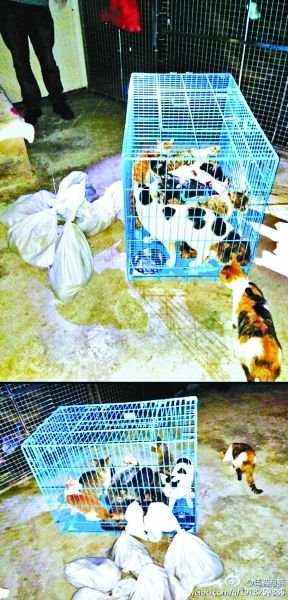 志愿者將放生的貓抓捕回來，這些貓等待領(lǐng)養(yǎng)