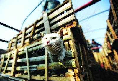 貨車上被販運(yùn)的貓。 記者陳亮 攝