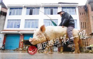 蔣大爺騎著他的種豬出門(mén)，回頭率很高。