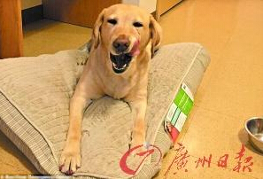 機(jī)智的導(dǎo)盲犬尤蘭達(dá)。