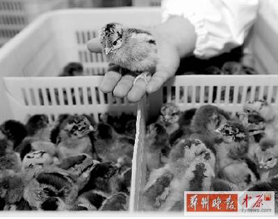 五一過(guò)后，雞苗價(jià)格逐步漲至2元