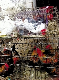 銷量大不如前，近期可能漲價(jià)