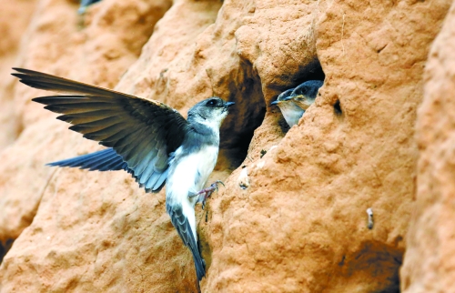 　曾經(jīng)，那些在工地上的巢穴待哺的小沙燕