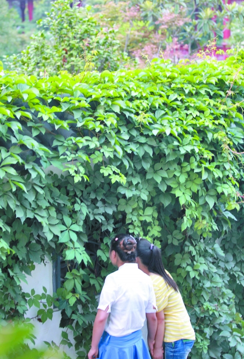 外面的游客正通過墻上的鏤空的窗，向夢溪園內(nèi)觀望。