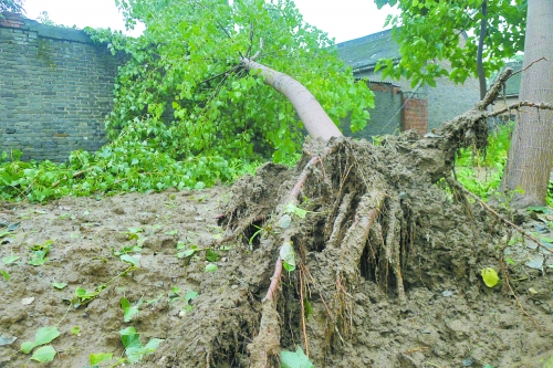 在焦作馬村區(qū)白莊老村，大樹被狂風(fēng)刮倒。