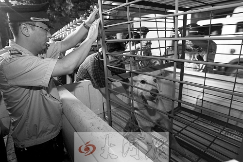 相關部門將加強管理，今年12月起烈性犬一律沒收。 （資料圖）