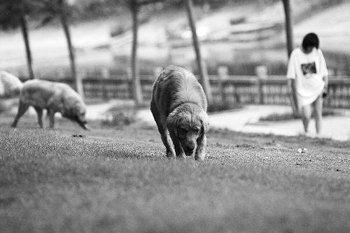 　喜歡養(yǎng)大狗狗的朋友，要抓緊給愛(ài)犬在郊外安個(gè)家哦！