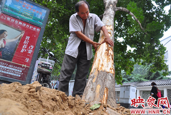 法桐受傷嚴(yán)重，樹皮上還沾著不少玻璃。