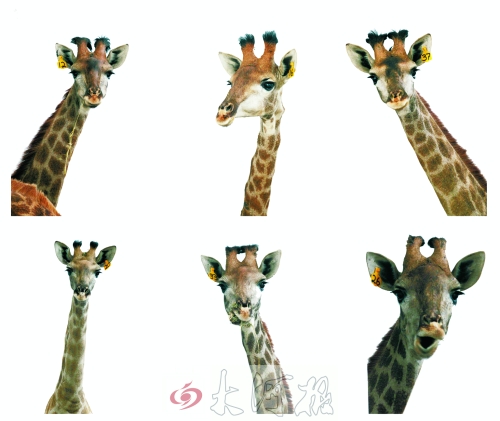 不是我們“高高在上”，只是個(gè)子太高就看看臉吧！