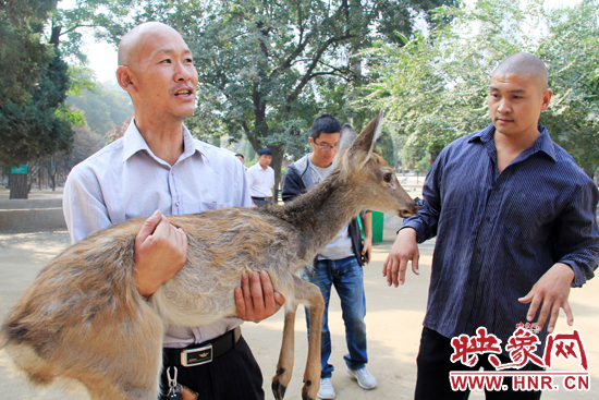 失主宋先生將“愛鹿”抱回家,并表示待小鹿傷情痊愈后,將其送到動物園,供市民觀賞。