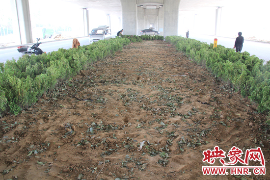 4月17日，當記者經(jīng)過該路段時，發(fā)現(xiàn)那些“大葉女貞”并沒有繼續(xù)留在橋下生長，而是被悄悄移走了。