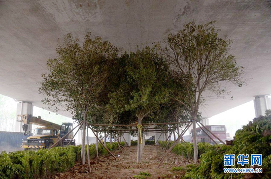 鄭州紫辰路與南三環(huán)交叉口向西，南三環(huán)快速路立交橋下，種植了40余棵大葉女貞，樹木已與立交橋底齊高。