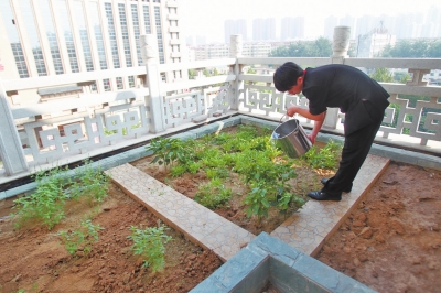 鄭州某酒店在樓頂打造的菜園子，服務(wù)員正在澆水。