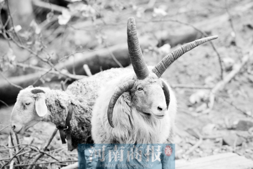 “咩……我的原主人說，他養(yǎng)了一輩子羊，也沒見過我這種情況”